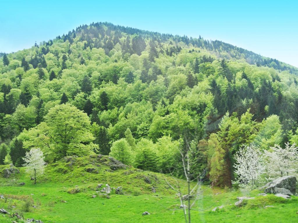 Hotel Grossbach Menzenschwand-Hinterdorf Exteriör bild